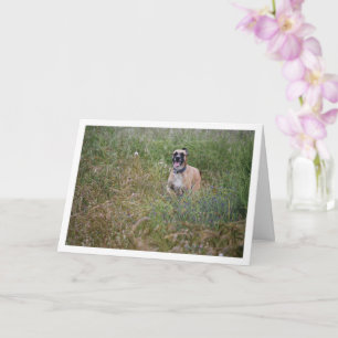 Dog in lange gras kaart