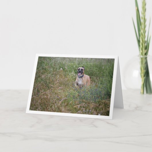 Dog in lange gras kaart (Voorkant)