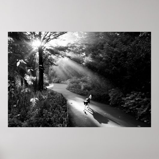 Dog in morning sunlight poster (Voorkant)