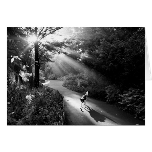 Dog in ochtendzonlicht (Voorkant Horizontaal)