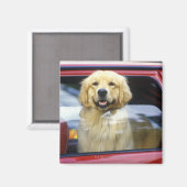 Dog in rood autoraam magneet (Voorkant / Achterkant)