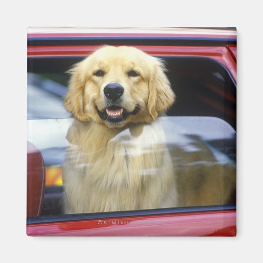 Dog in rood autoraam magneet (Voorkant)