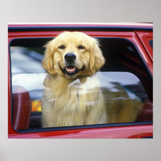 Dog in rood autoraam poster (Voorkant)