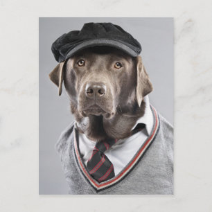 Dog in sweater en pet briefkaart