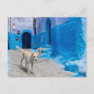 Dog in the Blue City Briefkaart