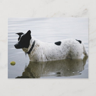 Dog in water met Tennis Ball Briefkaart