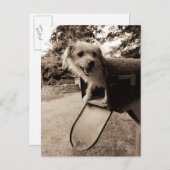 Dog Inside a Mailbox Briefkaart (Voorkant / Achterkant)