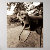 Dog Inside a Mailbox Poster (Voorkant)