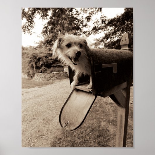 Dog Inside a Mailbox Poster (Voorkant)