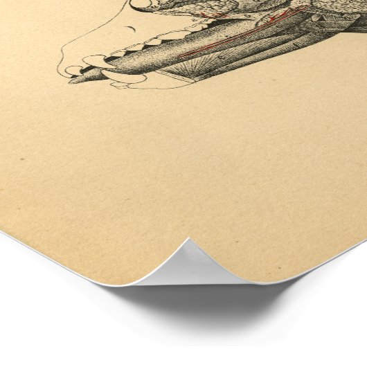 Dog Internal Organ Anatomy 1908 Print (Hoek)