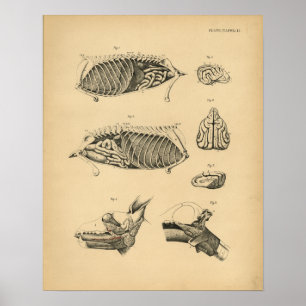 Dog Internal Organ Anatomy 1908  Print
