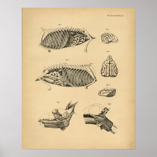 Dog Internal Organ Anatomy 1908  Print (Voorkant)