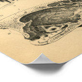 Dog interne anatomie 1908 afdrukken poster (Hoek)