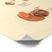 Dog interne orgaananatomewand poster (Hoek)