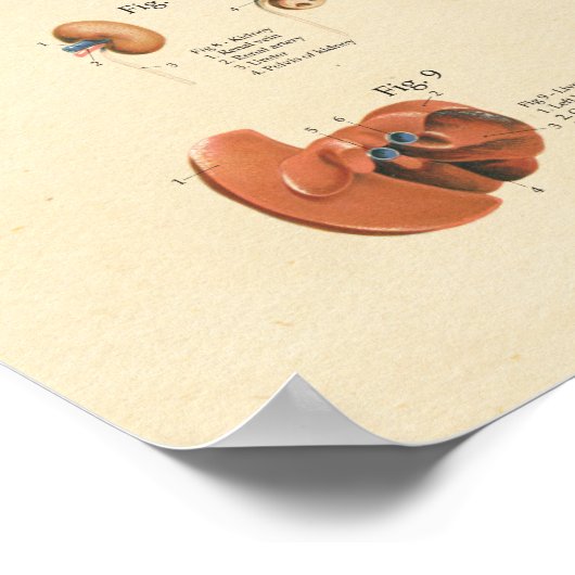 Dog interne orgaananatomewand poster (Hoek)