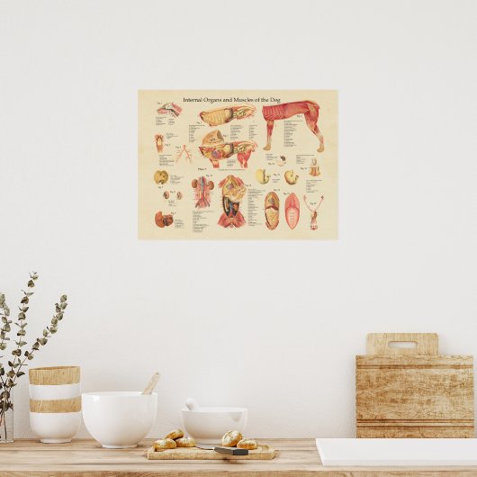 Dog interne orgaananatomewand poster (Keuken)