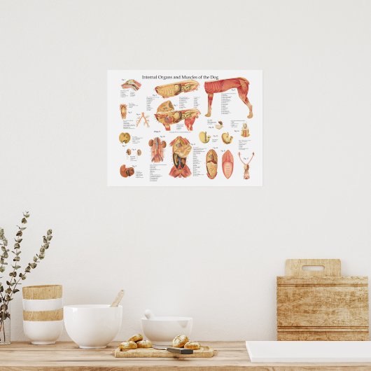 Dog interne orgaananatomie Poster (Keuken)