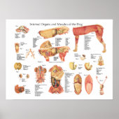 Dog interne orgaananatomie Poster (Voorkant)