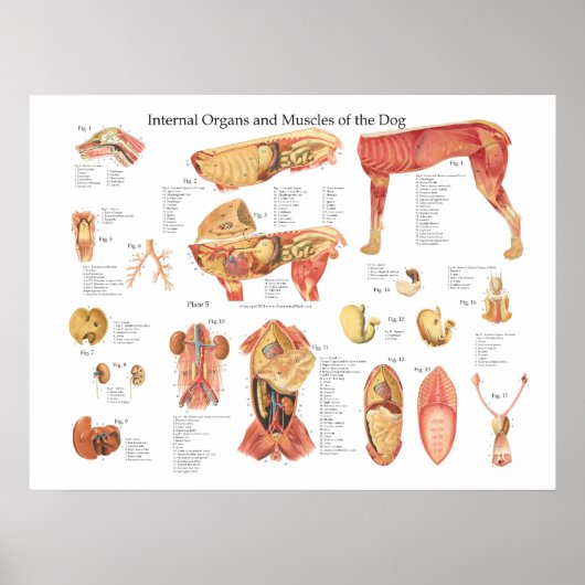 Dog interne orgaananatomie Poster (Voorkant)