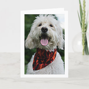 DOG IS ALLEEN OPGESLAGEN VOOR "UW GROTE DAG" KAART
