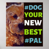 #Dog, je nieuwe beste #Pal ...Cavapoo Poster (Voorkant)