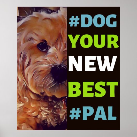 #Dog, je nieuwe beste #Pal ...Cavapoo Poster (Voorkant)