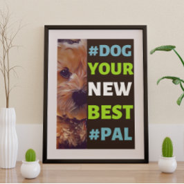 #Dog, je nieuwe beste #Pal ...Cavapoo Poster