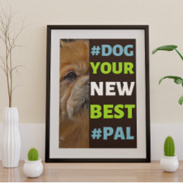 #Dog, je nieuwe beste #Pal ...Tibetaans Spanjaard Poster
