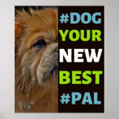 #Dog, je nieuwe beste #Pal ...Tibetaans Spanjaard Poster (Voorkant)