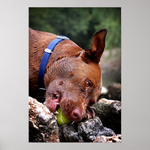 Dog kauwt/neus dicht / Macro 2 Poster