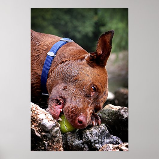 Dog kauwt/neus dicht / Macro 2 Poster (Voorkant)