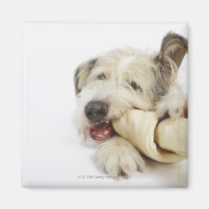 Dog Kauwt op Rawhide Bone Magneet