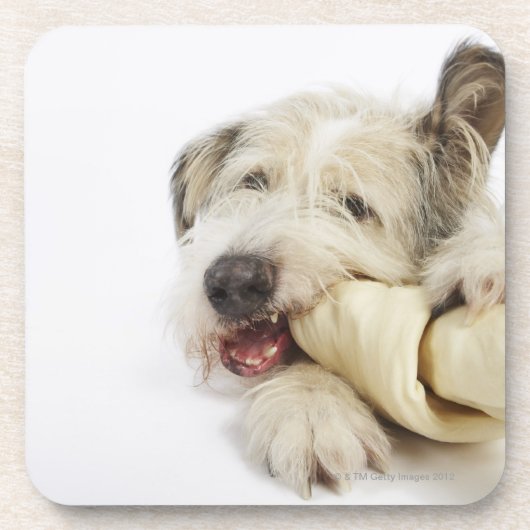 Dog Kauwt op Rawhide Bone Onderzetter (Voorkant)
