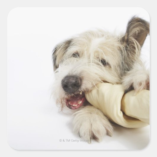 Dog Kauwt op Rawhide Bone Vierkante Sticker (Voorkant)