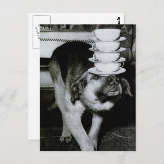  Dog-kopjes met snijkop en schaar op neus Briefkaart (Voorkant / Achterkant)