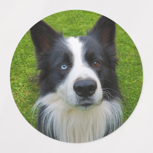 Dog Labels (Design 2)