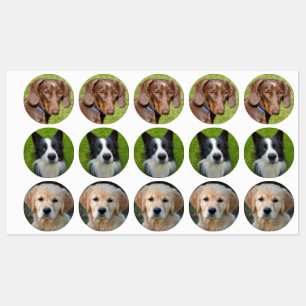 Dog Labels