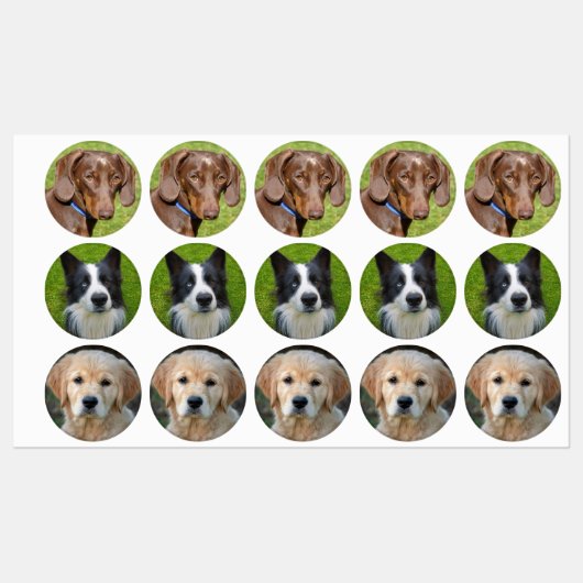 Dog Labels (Vel)