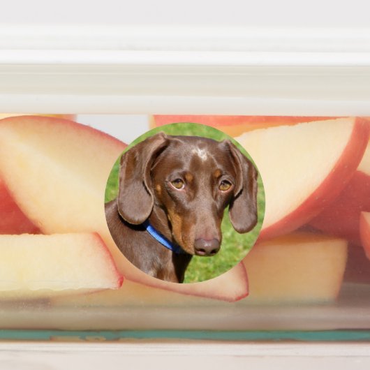 Dog Labels (Aangebracht)
