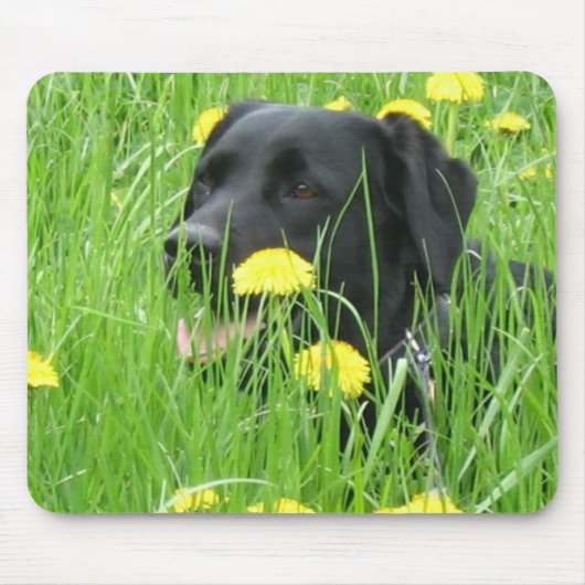 DOG LABRADOR RETRIEVER BLACK MUISMAT (Voorkant)