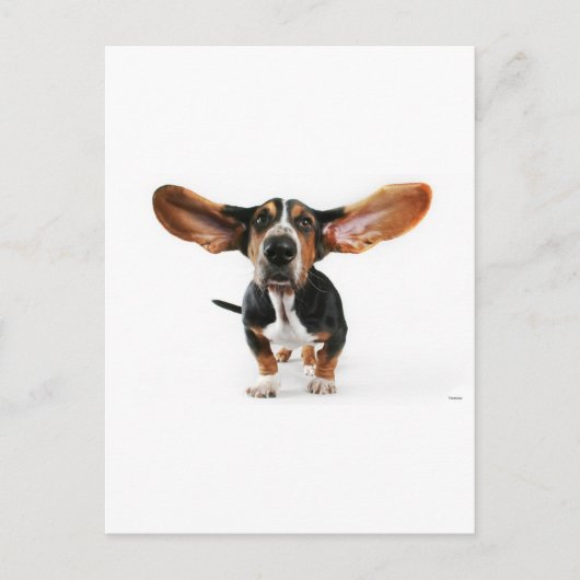 Dog lange oren briefkaart (Voorkant)
