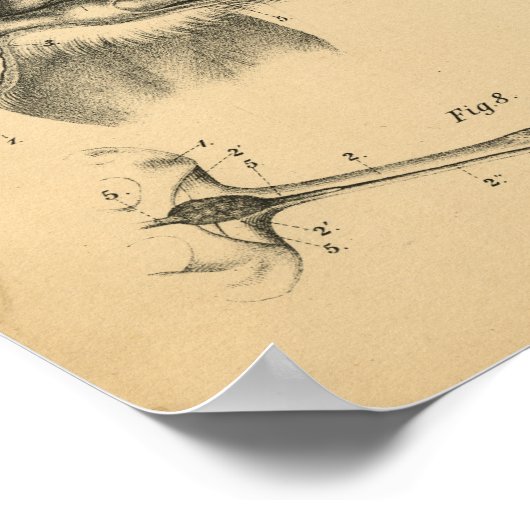 Dog Leg Head Anatomy 1908  Print (Hoek)