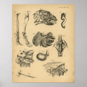 Dog Leg Head Anatomy 1908  Print (Voorkant)