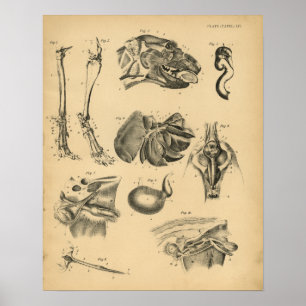 Dog Leg Head Anatomy 1908  Print