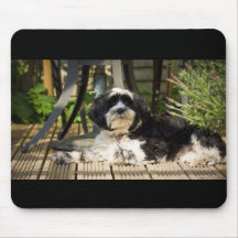 Dog legt op het bedwelmen in de zon