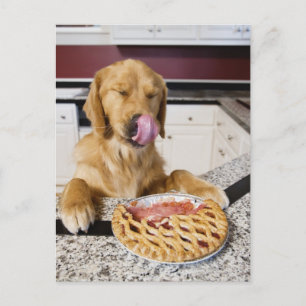 Dog likkende neus na het eten van kersensaart in briefkaart