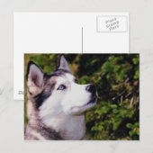 Dog Lookin naar boven Briefkaart (Voorkant / Achterkant)