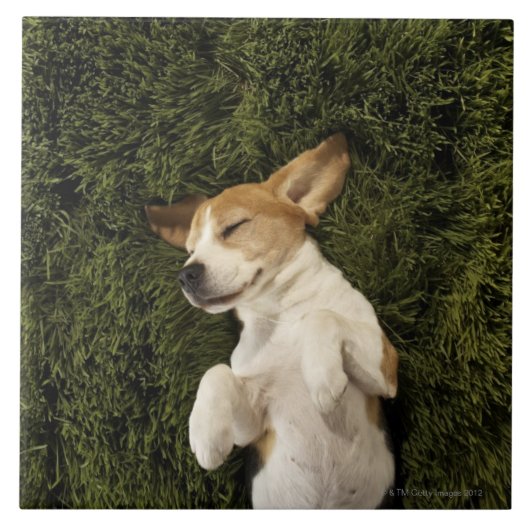 Dog Lying in Grass Slaping Tegeltje (Voorkant)