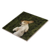 Dog Lying in Grass Slaping Tegeltje (Zijkant)