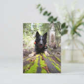 Dog Max op de kannen voor het behoud van het werk Briefkaart (Staand voorkant)